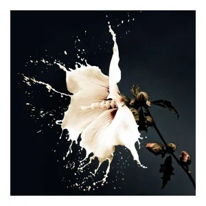 Milchige Blüte