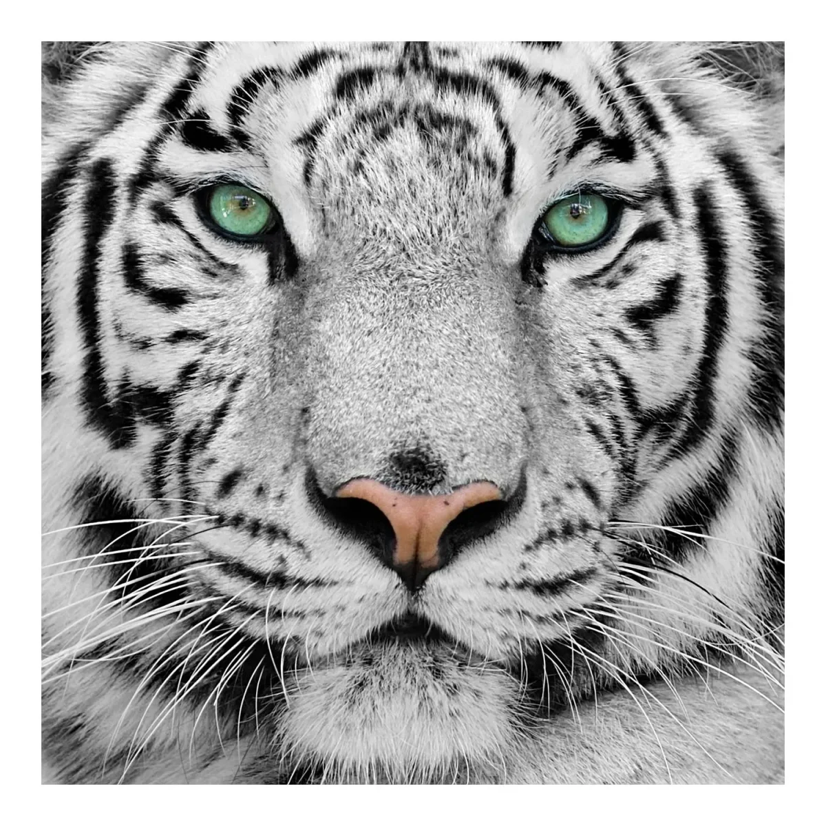 Blick des Tigers