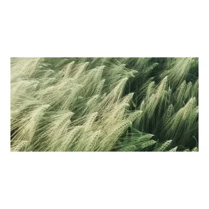 Getreidefeldidylle