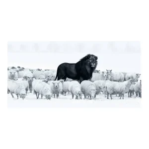 König der Herde