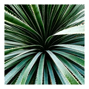 Agave im Fokus