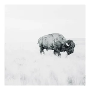 Einsamer Bison