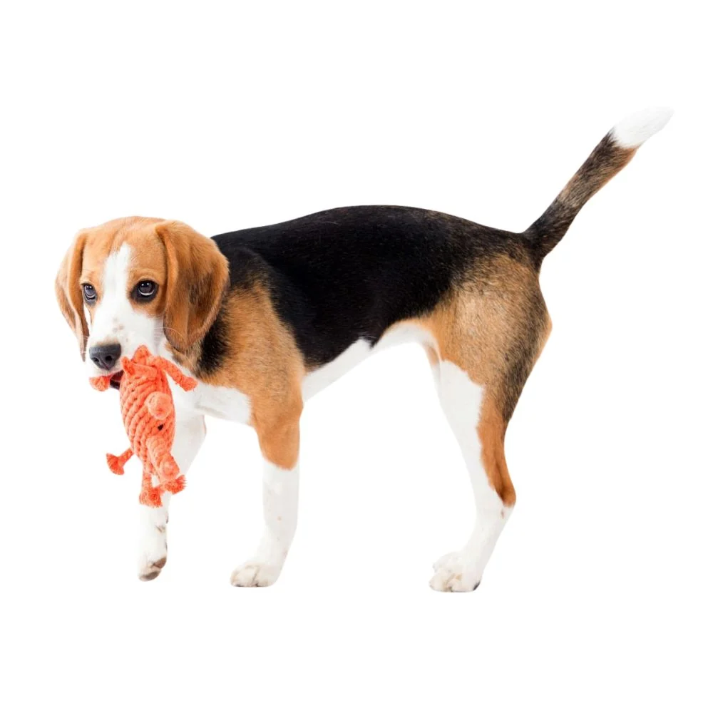 Hundespielzeug Krabbe Kristof – Bild 4