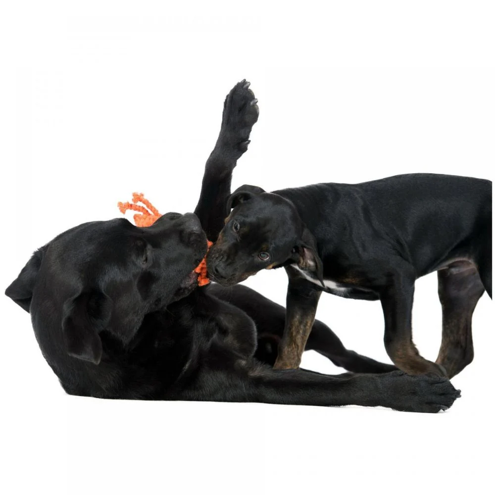 Hundespielzeug Krabbe Kristof – Bild 3