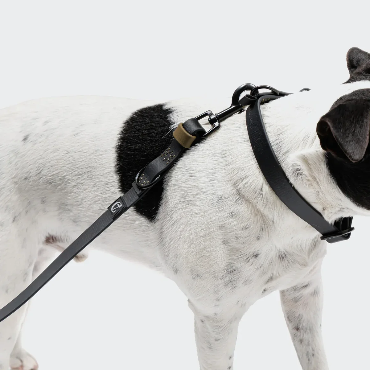 Hundehalsband BioThane Ipanema - Black-Olive – Bild 5