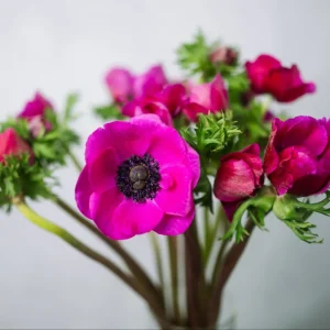 Anemone Einzeln